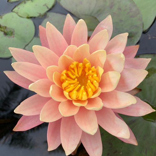 lotus